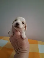 Boy #1 Long coat white with cream , a male Miniature Dachshund for sale in Staunton, IL – 3 of 7