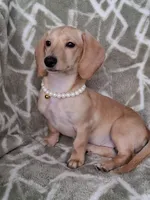 Smooth coat female , a female Miniature Dachshund for sale in Staunton, IL – 7 of 10
