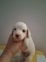 Boy #3 Long coat white with cream , a male Miniature Dachshund for sale in Staunton, IL – 2 of 7