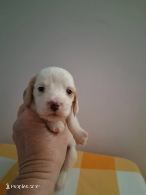 Boy #3 Long coat white with cream , a male Miniature Dachshund for sale in Staunton, IL – 1 of 7
