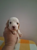 Boy #3 Long coat white with cream , a male Miniature Dachshund for sale in Staunton, IL – 1 of 7