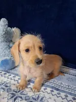 Soft wire boy #1, a male Miniature Dachshund for sale in Staunton, IL – 5 of 7