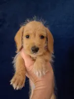 Soft wire boy #1, a male Miniature Dachshund for sale in Staunton, IL – 2 of 7