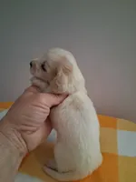 Boy #1 Long coat white with cream , a male Miniature Dachshund for sale in Staunton, IL – 2 of 7