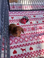 Baby girl #1 , a female Miniature Dachshund for sale in Staunton, IL – 4 of 9