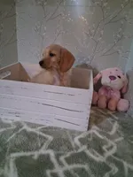 Soft wire girl #2, a female Miniature Dachshund for sale in Staunton, IL – 3 of 10