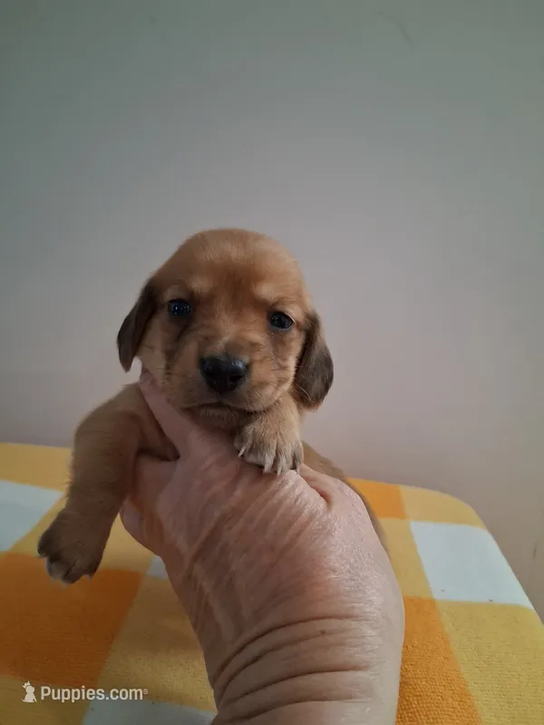 boy #2 long coat cream shade , a male Miniature Dachshund for sale in Staunton, IL – 1 of 7