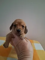 boy #2 long coat cream shade , a male Miniature Dachshund for sale in Staunton, IL – 1 of 7
