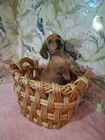 Tiny girl , a female Miniature Dachshund for sale in Staunton, IL – Photo 2 of 6