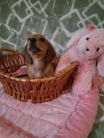 SOLD ! ! Tiny girl , a female Miniature Dachshund for sale in Staunton, IL – Photo 6 of 6