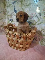 Tiny girl , a female Miniature Dachshund for sale in Staunton, IL – Photo 1 of 6