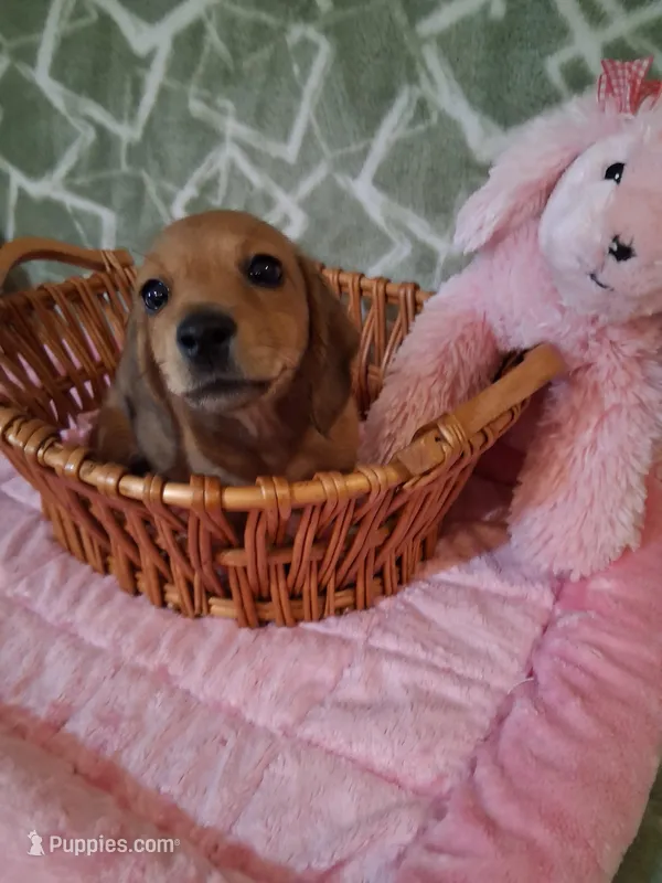 SOLD ! ! Tiny girl  – Miniature Dachshund puppy for sale in Staunton, IL