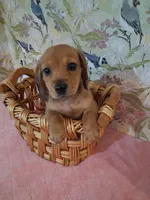 Tiny girl , a female Miniature Dachshund for sale in Staunton, IL – Photo 3 of 6