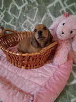 SOLD ! ! Tiny girl , a female Miniature Dachshund for sale in Staunton, IL – Photo 2 of 6