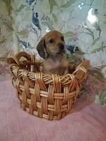 Tiny girl , a female Miniature Dachshund for sale in Staunton, IL – Photo 6 of 6