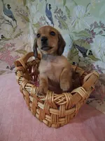 Tiny girl , a female Miniature Dachshund for sale in Staunton, IL – Photo 4 of 6