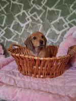 SOLD ! ! Tiny girl , a female Miniature Dachshund for sale in Staunton, IL – Photo 3 of 6