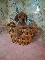 Tiny girl , a female Miniature Dachshund for sale in Staunton, IL – Photo 5 of 6