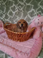 SOLD ! ! Tiny girl , a female Miniature Dachshund for sale in Staunton, IL – Photo 5 of 6