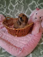 SOLD ! ! Tiny girl , a female Miniature Dachshund for sale in Staunton, IL – Photo 4 of 6