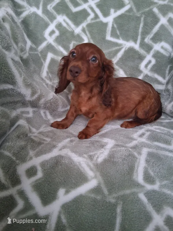 Baby girl #1  – Miniature Dachshund puppy for sale in Staunton, IL