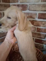 Back to school sale ! , a male Miniature Dachshund for sale in Staunton, IL – 7 of 9