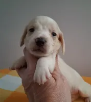 Boy #4 Long coat white with cream , a male Miniature Dachshund for sale in Staunton, IL – 1 of 6