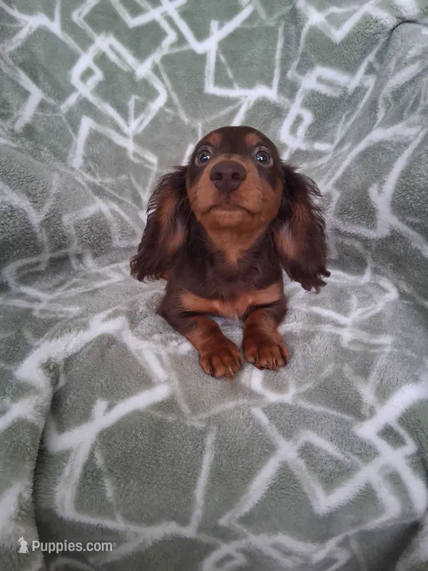 Baby girl #2 – Miniature Dachshund puppy for sale in Staunton, IL