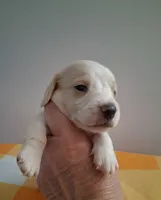 Boy #4 Long coat white with cream , a male Miniature Dachshund for sale in Staunton, IL – 4 of 6