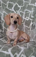 Smooth coat female , a female Miniature Dachshund for sale in Staunton, IL – 3 of 10