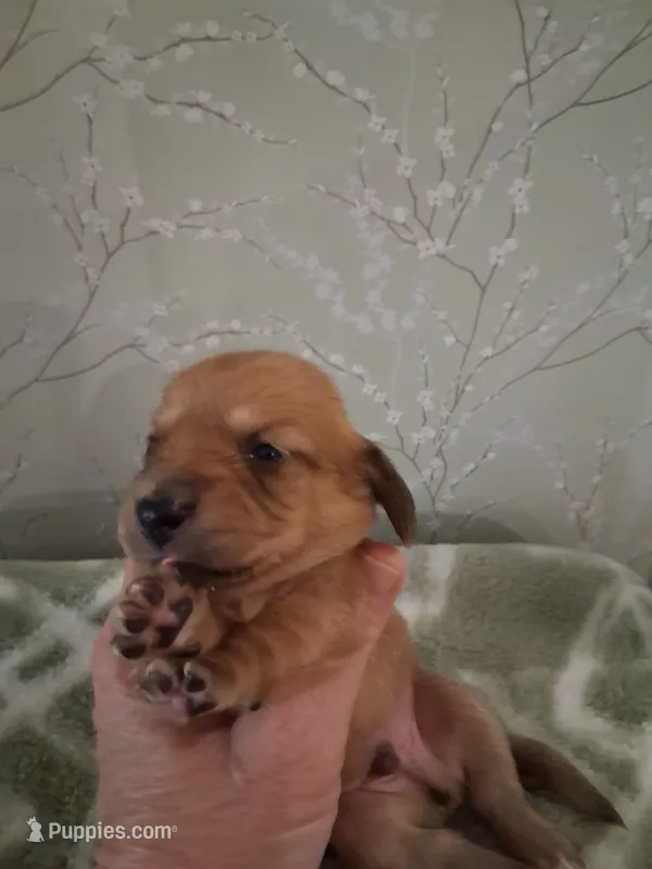 boy #2 – Miniature Dachshund puppy for sale in Staunton, IL