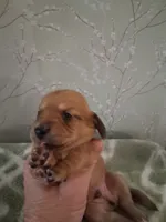 boy #2, a male Miniature Dachshund for sale in Staunton, IL – 1 of 3