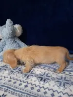 Soft wire boy #1, a male Miniature Dachshund for sale in Staunton, IL – 7 of 7