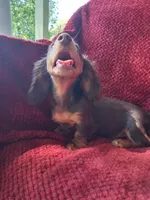 Chocolate long coat girl, a female Miniature Dachshund for sale in Staunton, IL – 4 of 8