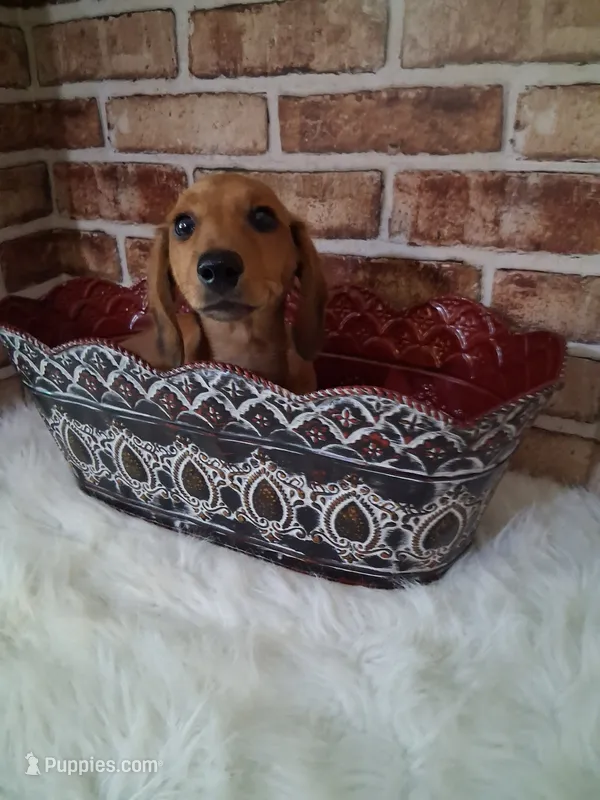 Summer Sale !!!  – Miniature Dachshund puppy for sale in Staunton, IL
