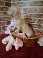 Back to school sale ! , a female Miniature Dachshund for sale in Staunton, IL – 8 of 10