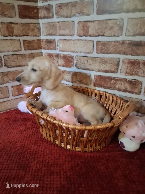 Back to school sale !  – Miniature Dachshund puppy for sale in Staunton, IL