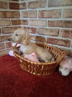 Back to school sale ! , a female Miniature Dachshund for sale in Staunton, IL – 4 of 10