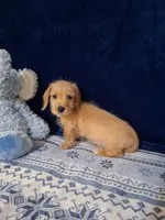Soft wire boy #1, a male Miniature Dachshund for sale in Staunton, IL – 4 of 7