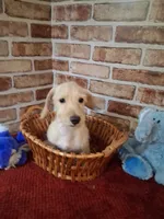 Back to school sale ! , a male Miniature Dachshund for sale in Staunton, IL – 5 of 9