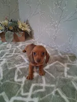 Tiny girl , a female Miniature Dachshund for sale in Staunton, IL – 2 of 4