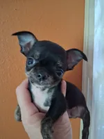 Baby boy #3, a male Chihuahua for sale in Staunton, IL – 2 of 7