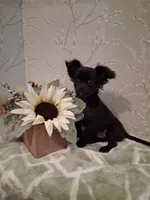 Willow, a male Chihuahua for sale in Staunton, IL – 7 of 8