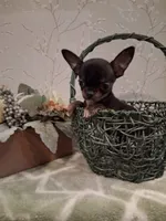 BUGSY (Bug for short ) , a male Chihuahua for sale in Staunton, IL – 10 of 10