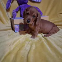 Baby girl, a female Miniature Dachshund for sale in Staunton, IL – Photo 1 of 5