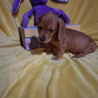 Baby girl, a female Miniature Dachshund for sale in Staunton, IL – Photo 2 of 5