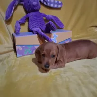 Baby girl, a female Miniature Dachshund for sale in Staunton, IL – Photo 3 of 5