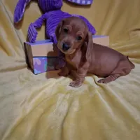 Baby girl, a female Miniature Dachshund for sale in Staunton, IL – Photo 4 of 5