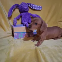 Baby girl, a female Miniature Dachshund for sale in Staunton, IL – Photo 5 of 5