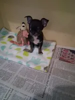 Baby boy #3, a male Chihuahua for sale in Staunton, IL – 5 of 7